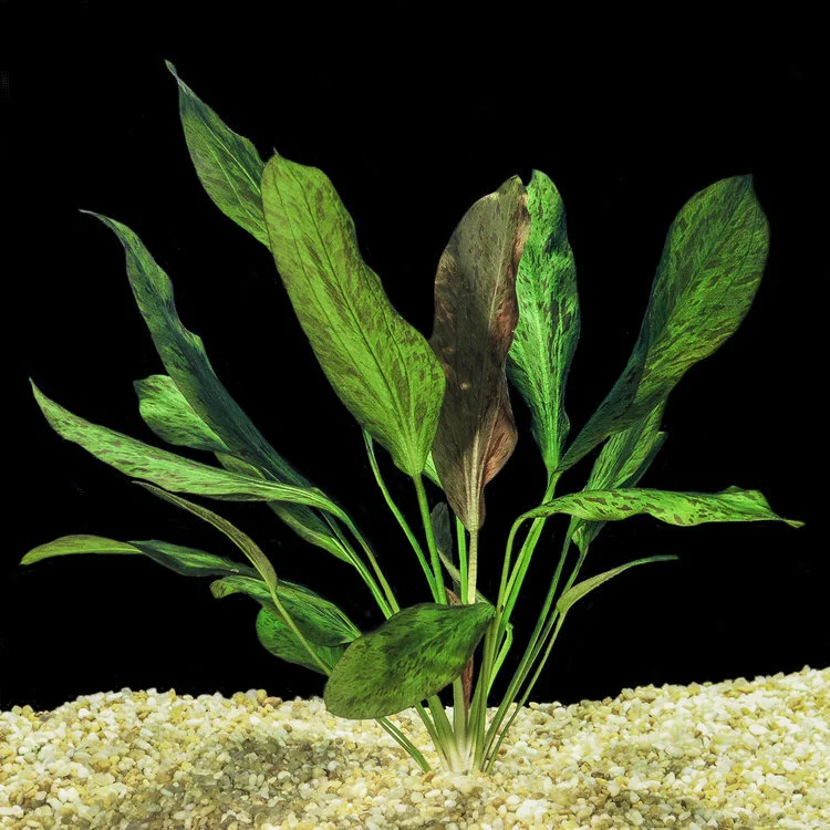 S9LP OZELOT SWORDPLANT LARGE POTTED — Eddie's Aquarium Centre